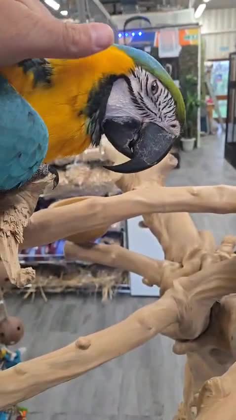 Macaws birds for sale: Super tame female Blue and gold macaw - Video 1