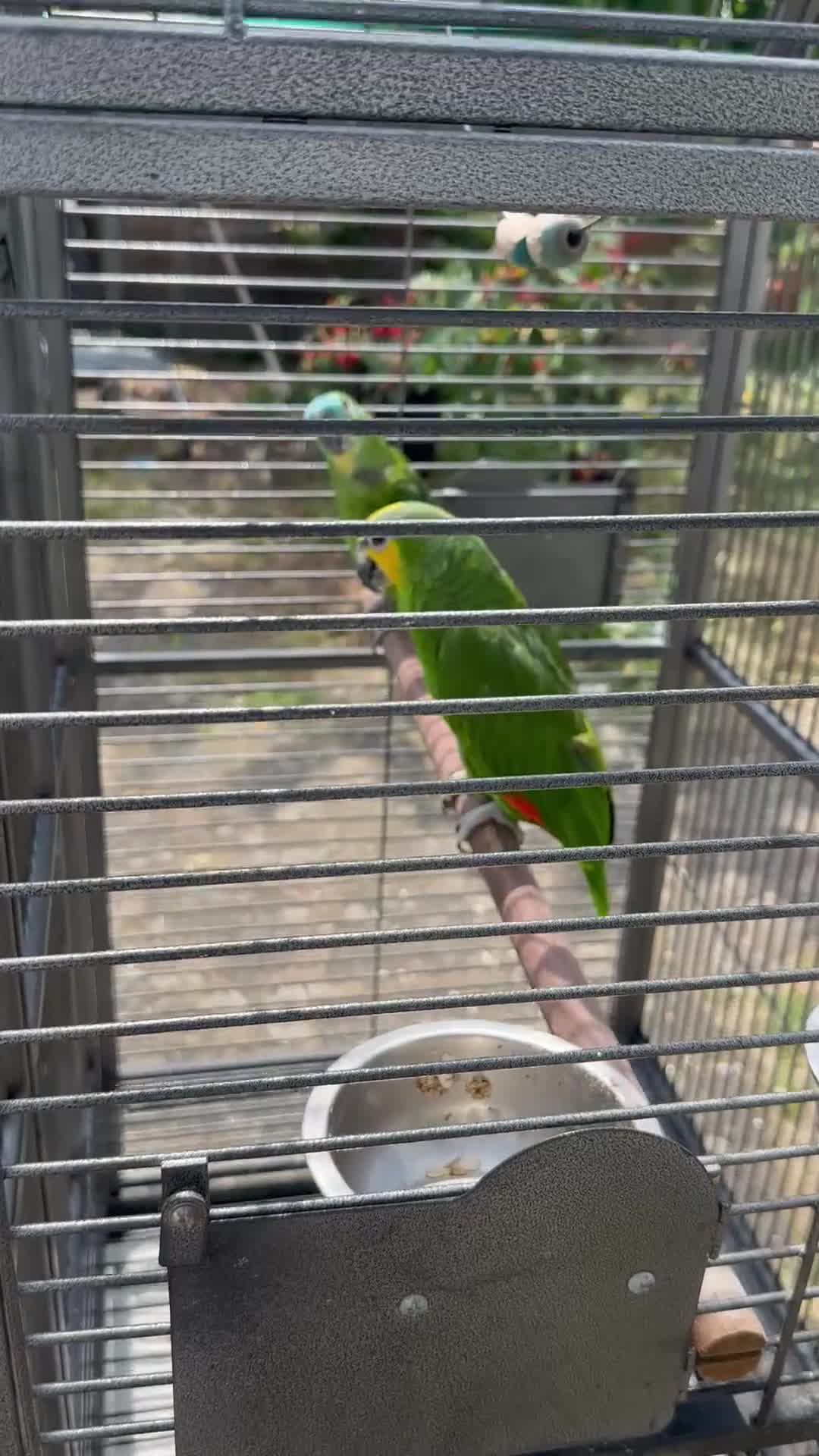Parrots birds for sale: 2 Amazon Parrots with large cage  - Video 2