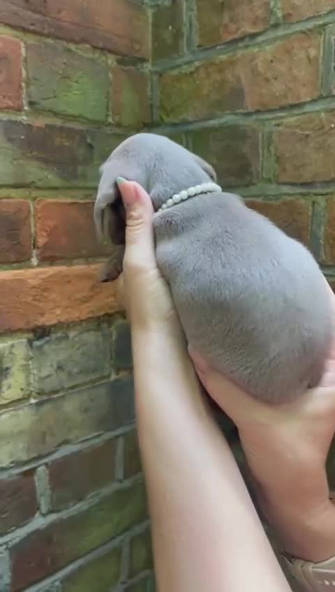 Miniature Dachshund dogs for sale: Stunning Mini Dachshund*1 LH Boy & 1 SH Girl left* - Video 3