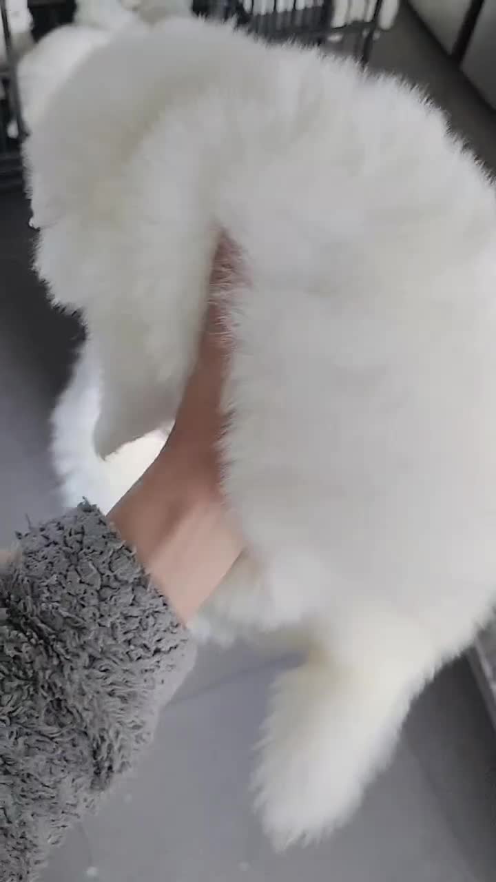 Samoyed dogs for sale: Lovely Samoyed Puppies For Sale - Video 2