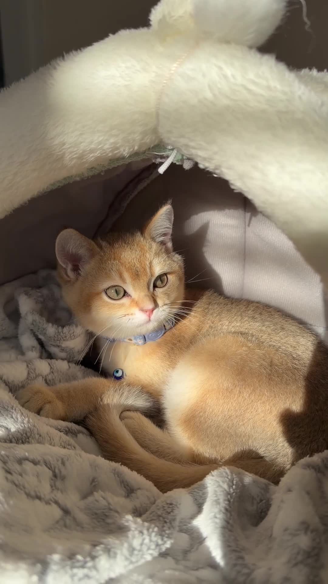 Scottish Fold cats for sale: Golden shade Scottish straight Kitten 1🐾 - Video 3