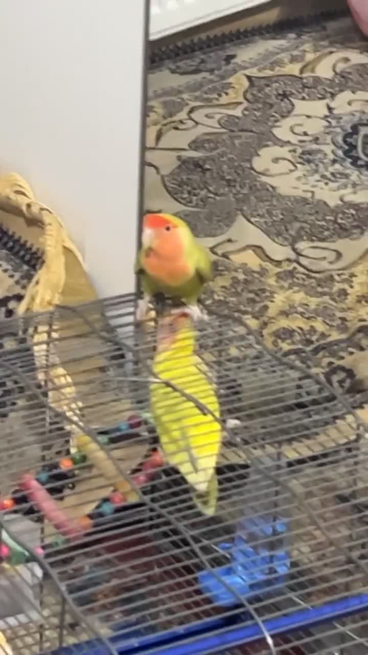 Lovebirds birds for sale: Two peached face lovebirds male & female - Video 1
