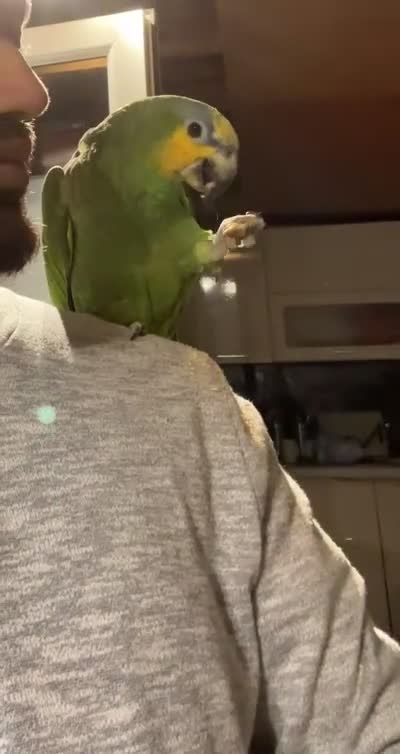Parrots birds for sale: 2 Amazon Parrots with large cage  - Video 3
