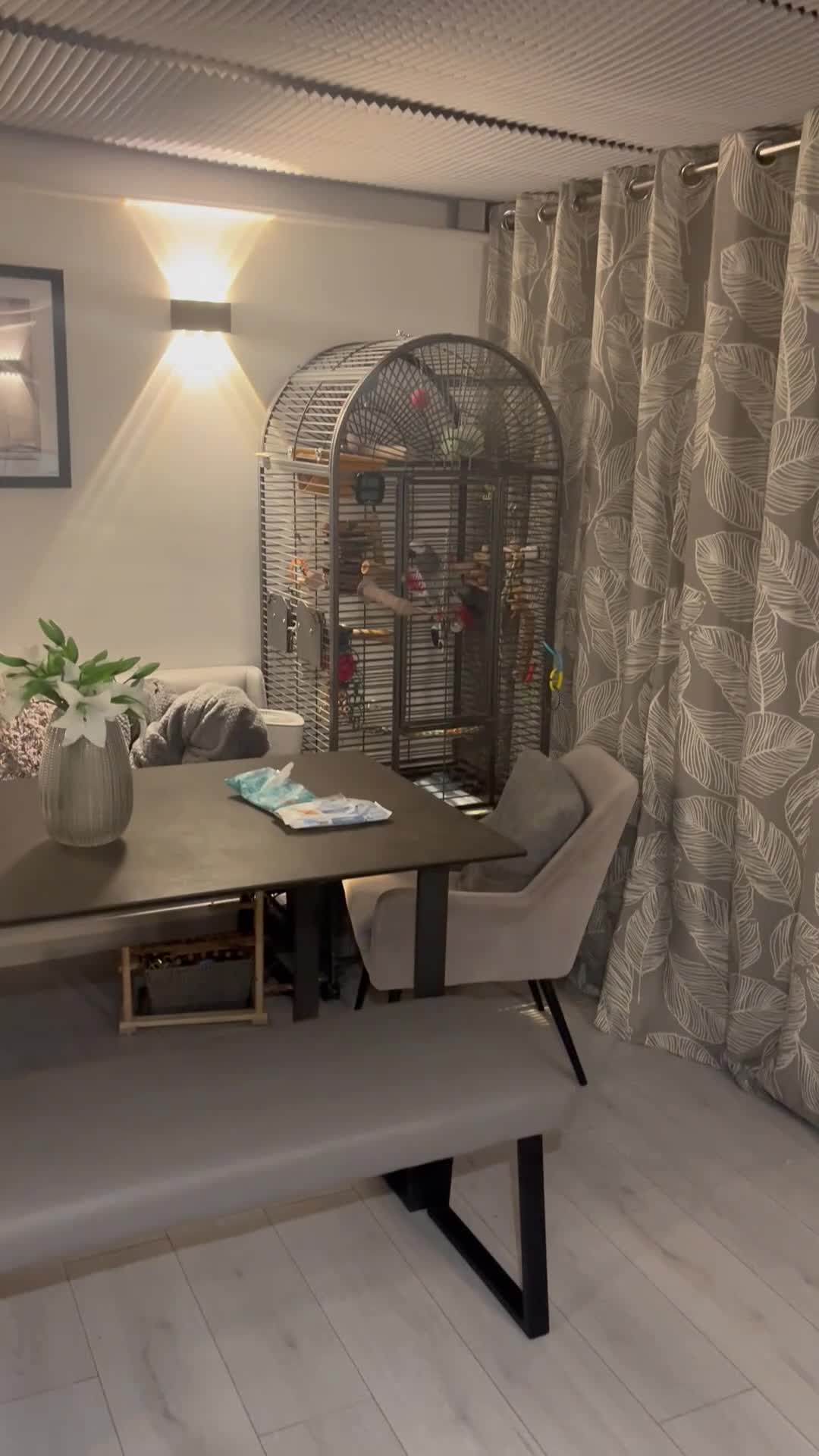 Parrots birds for sale: Extremely sad sale of our much loved Coco - Video 1