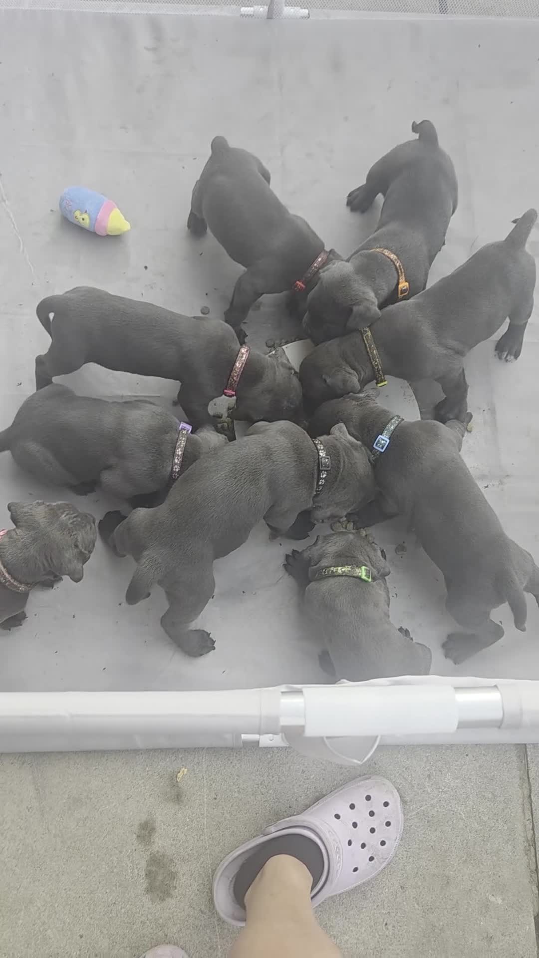 Cane Corso dogs for sale: Cane corso puppies in Merthyr Tydfil - Video 1