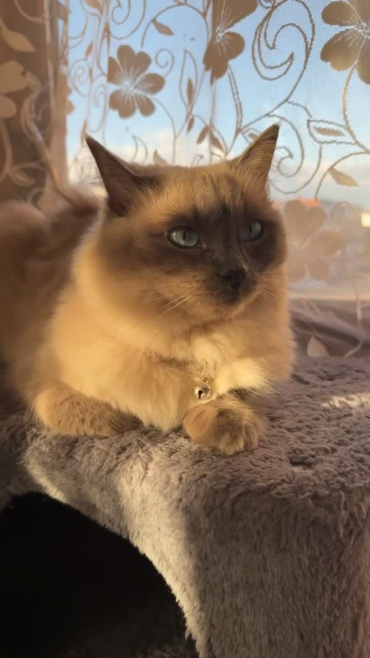 Ragdoll cats for sale: RAGDOLL CAT FOR SALE - URGENT  - Video 1