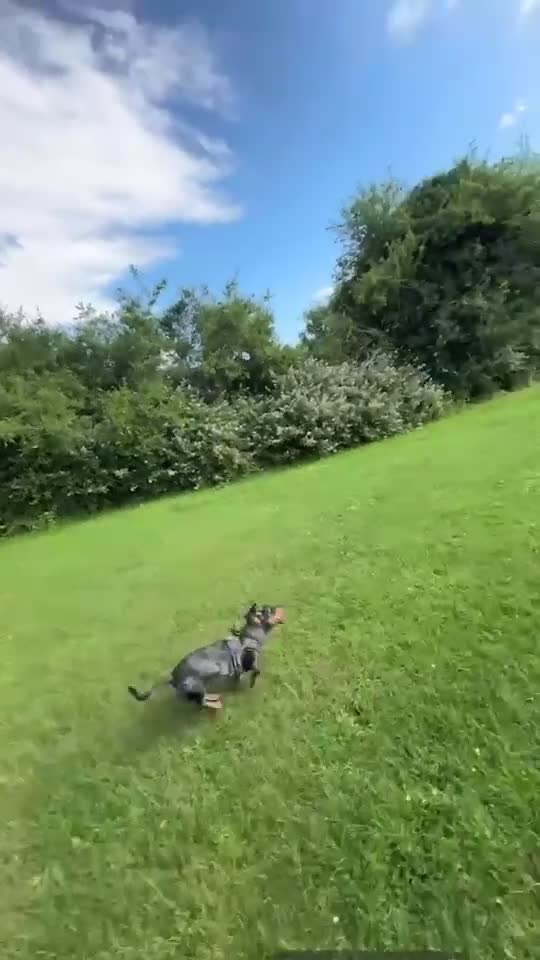 Jackshund dogs for stud: Male Jackshund - Arlo  - Video 1