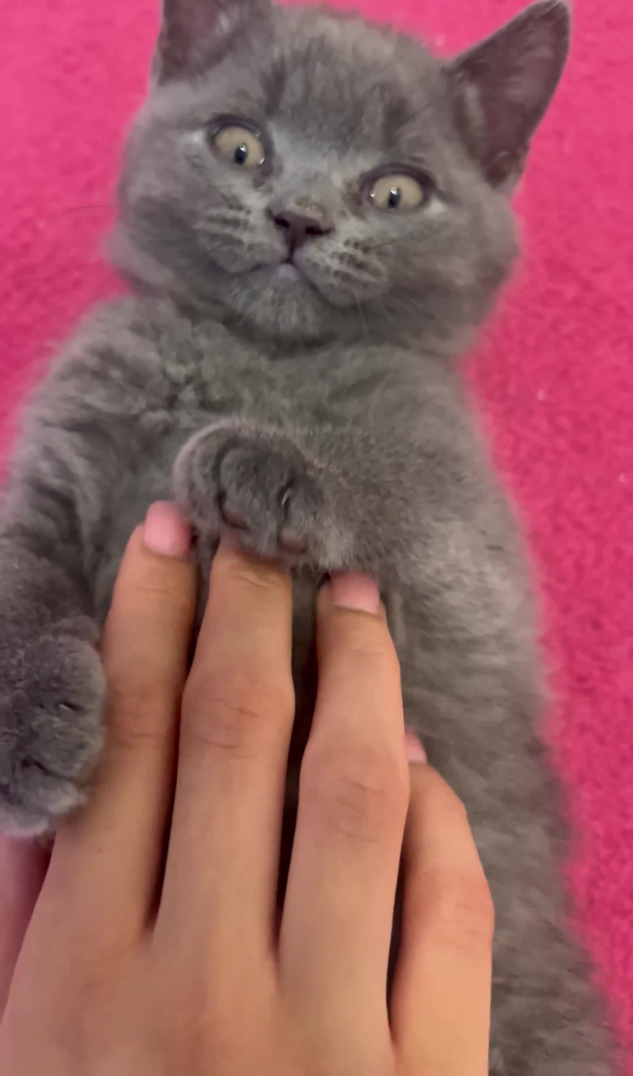 British Shorthair cats for sale: 🏆GCCF & TICA Pedigree Kitten, DELIVERY AVAILABLE! - Video 3