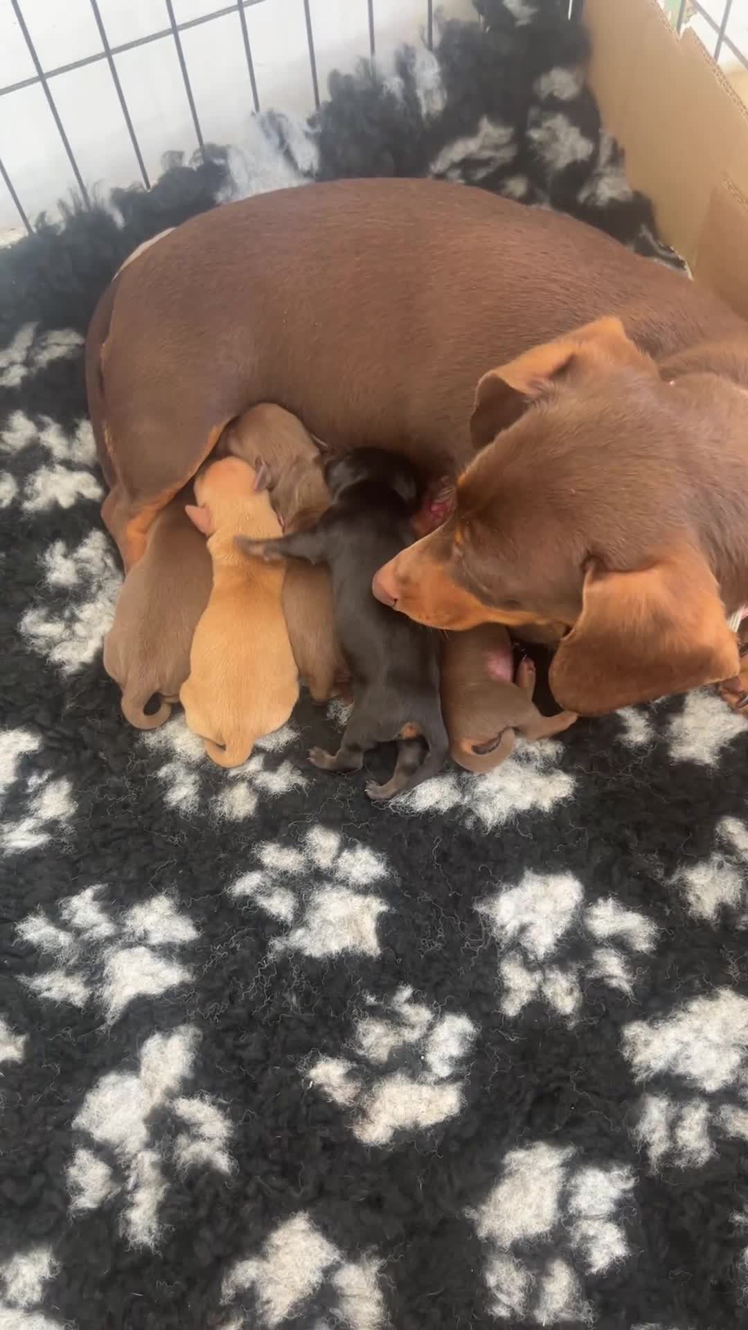 Miniature Dachshund dogs for sale: KC Registered Miniature Dachshund puppies - Video 3