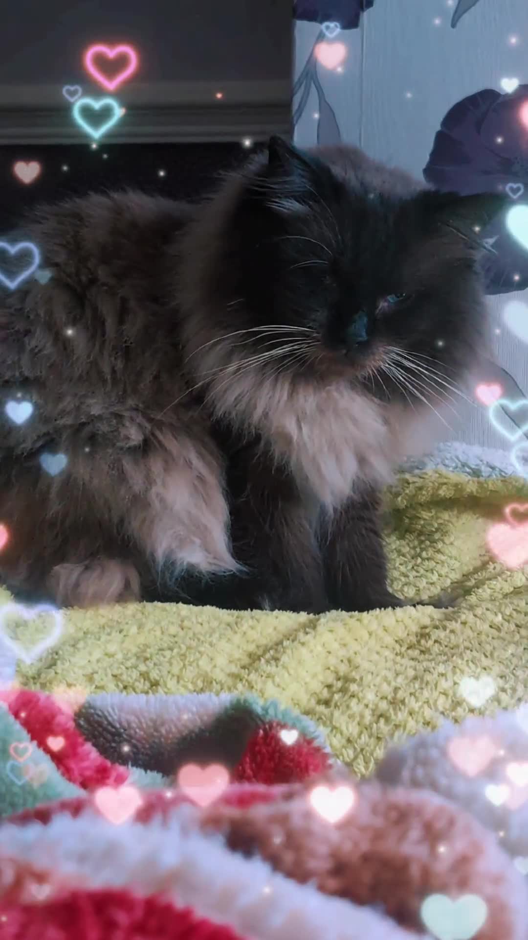 Ragdoll cats for stud: 100% proven Ragdoll STUD in Bradford - Video 1