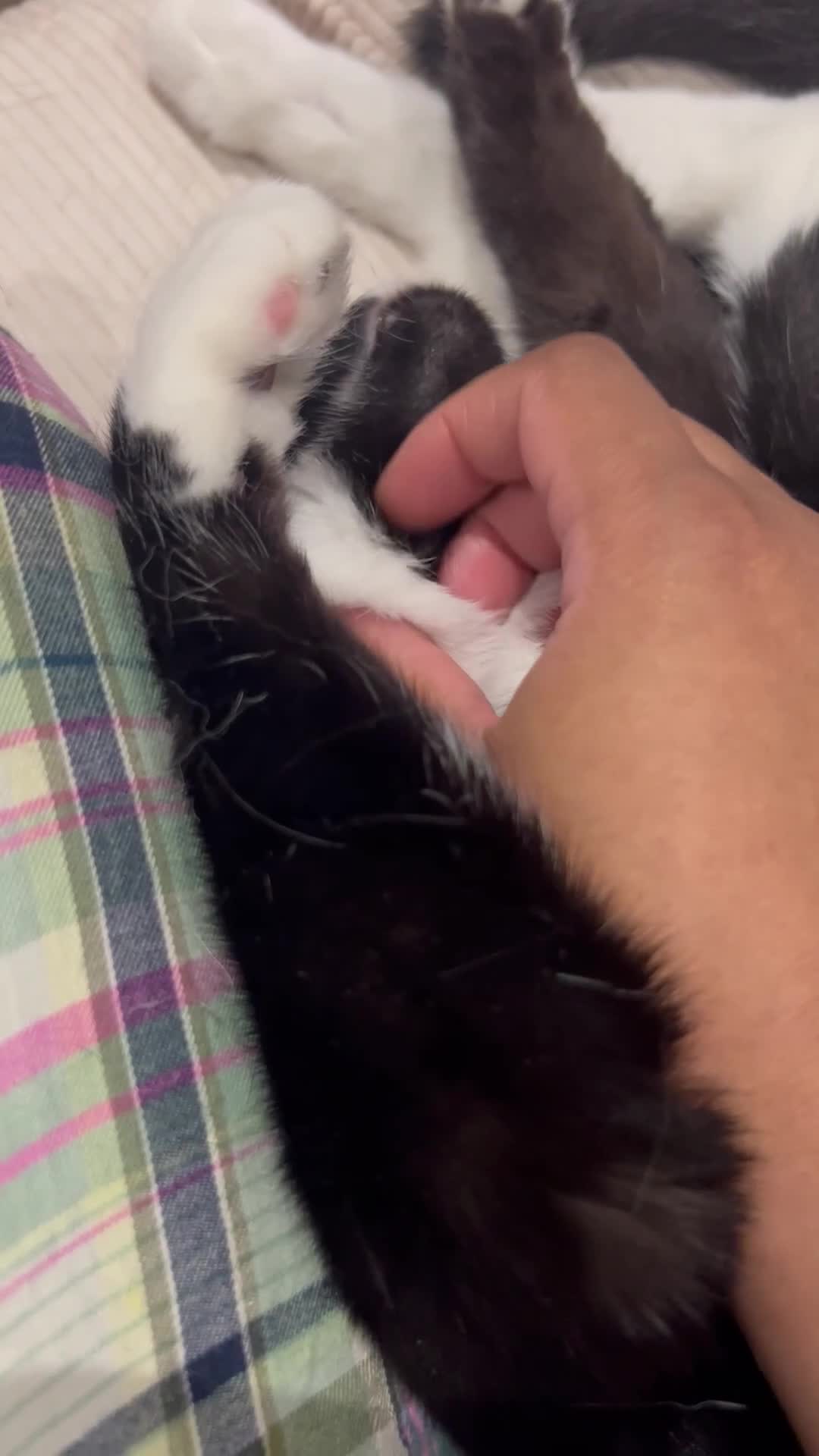 British Shorthair cats for sale: Almond (Mr Mustachio) is Looking for a Loving Home - Video 1