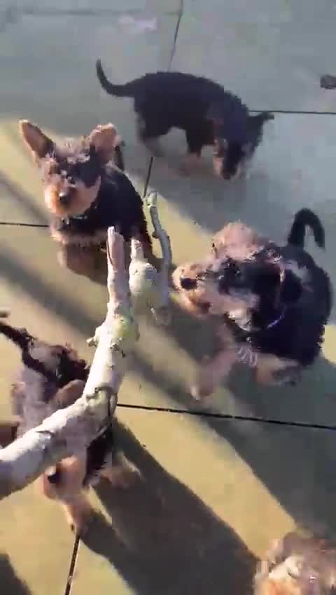 Airedale Terrier dogs for sale: Pure breed Airedale Terriers for sale - Video 1