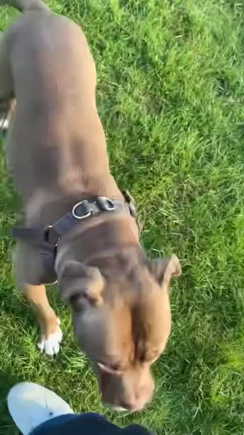 Mixed Breed dogs for stud: Up for studding in Northampton - Video 3