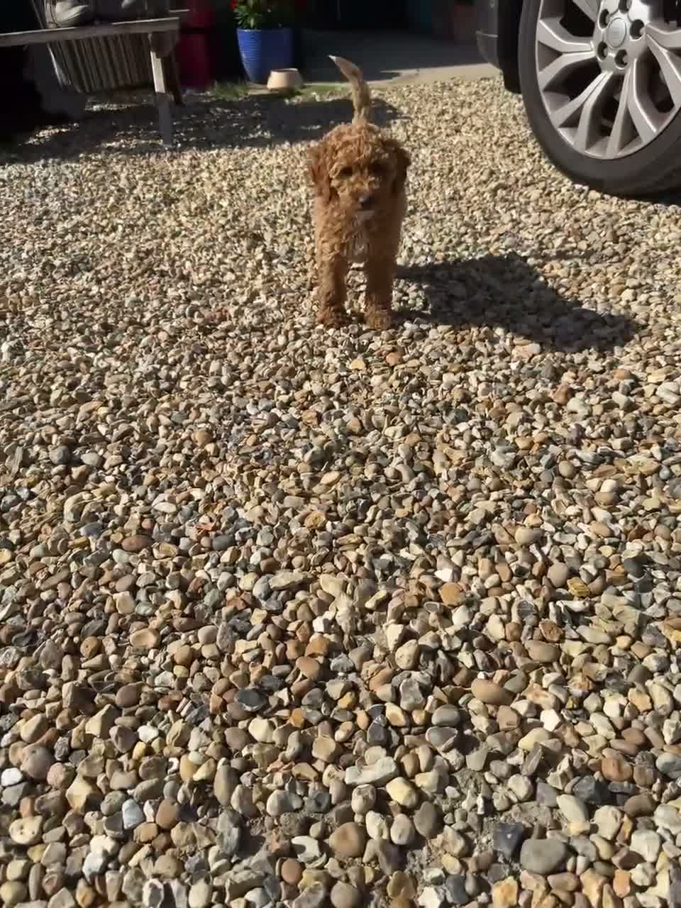 Cockapoo dogs for sale: Fully Vaccinated Ready to leave Red, Cockpoo Male - Video 2