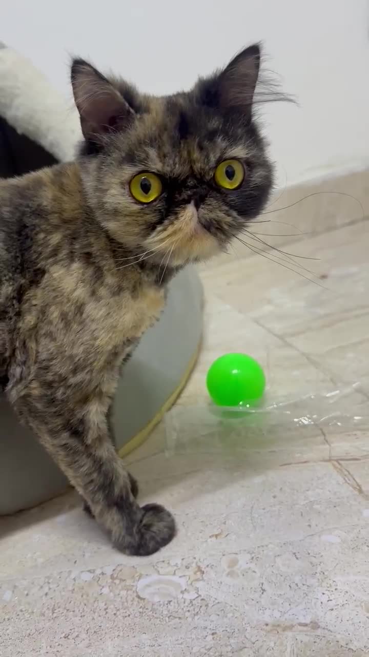 Mixed Breed cats for adoption: ELLIE -IS SHE NOT AMAZING LOOKING PERSIAN KITTEN?? - Video 1