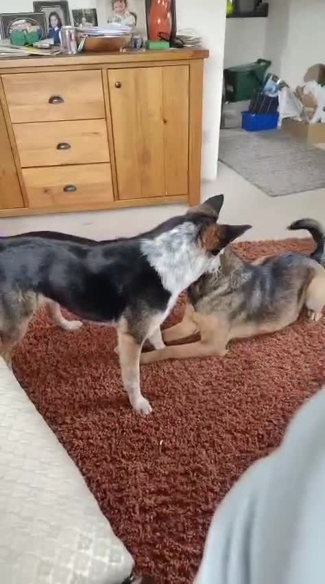 Mixed Breed dogs for adoption: ❤️JESSY❤️- low medium loving and gentle girl  in Faversham - Video 2