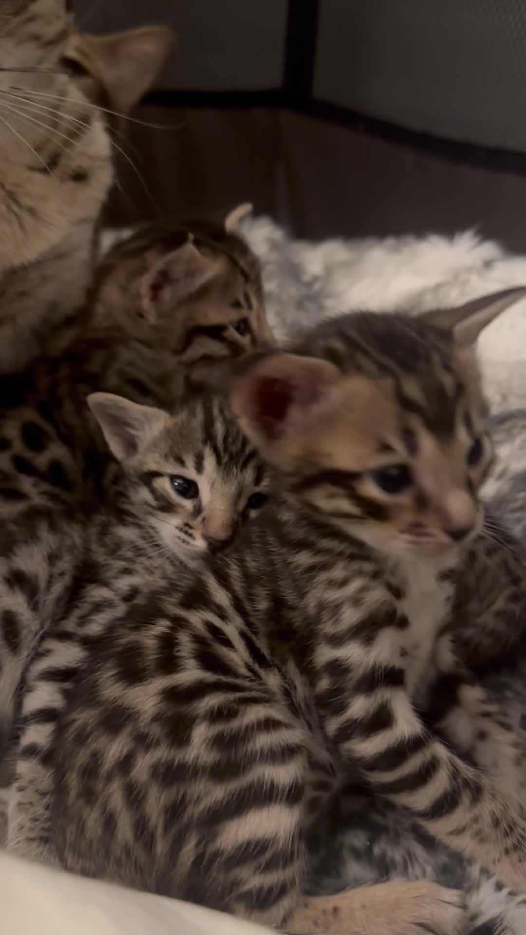 Bengal cats for sale: Bengal X Savannah kittens  in Feltham - Video 2
