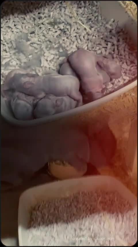 Mini Lop rabbits for sale: Pick up 4/4/26Purebred Violet-blue velvet Holicier - Video 3