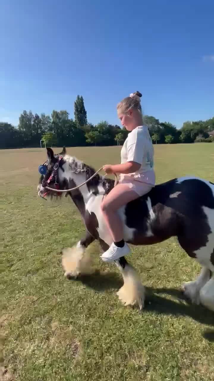 Irish Cob horses for sale: ⭐️TYSON⭐️ - Video 4