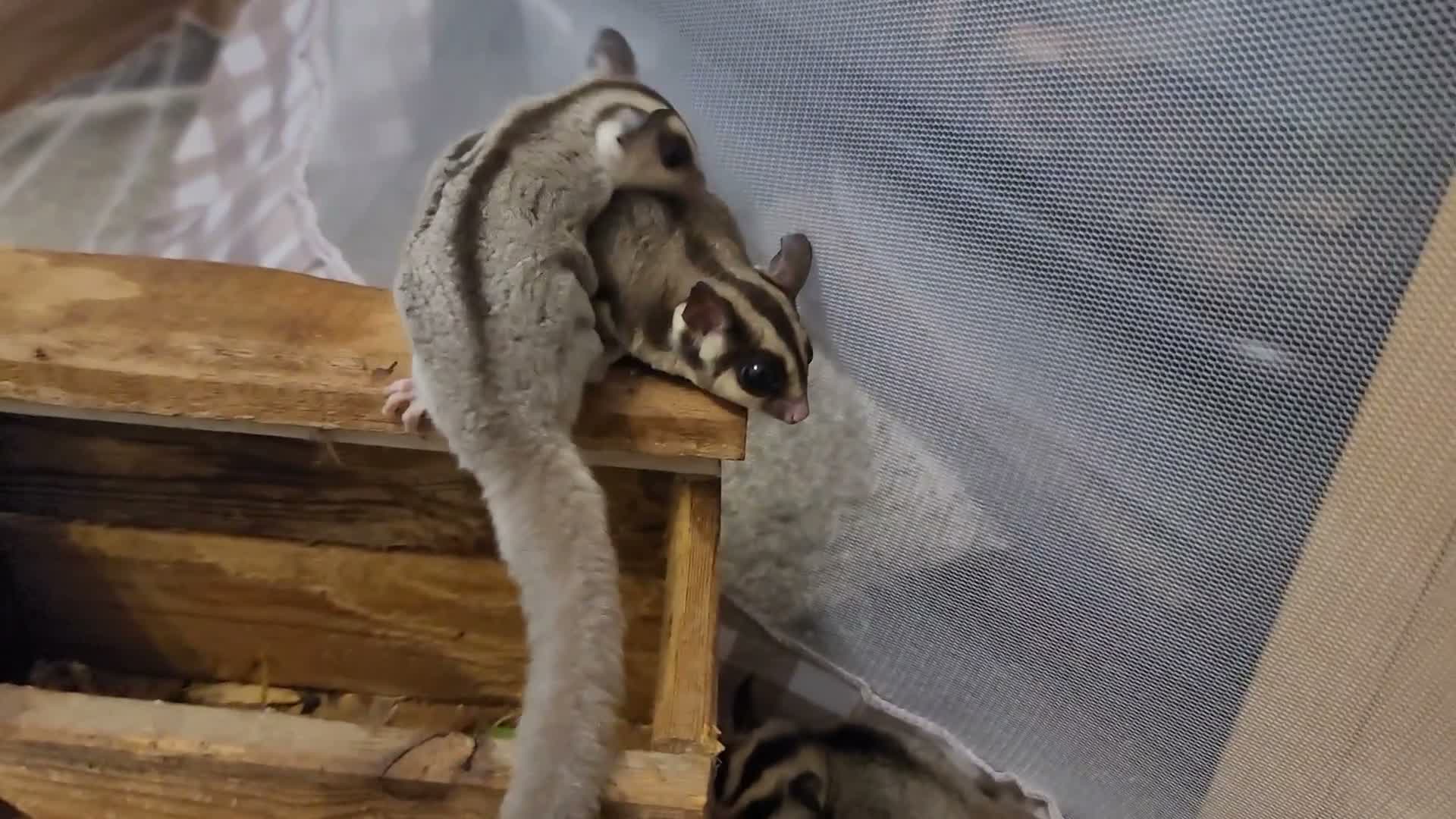Sugar Glider rodents for sale: White Face Sugar Glider Joeys - Video 1