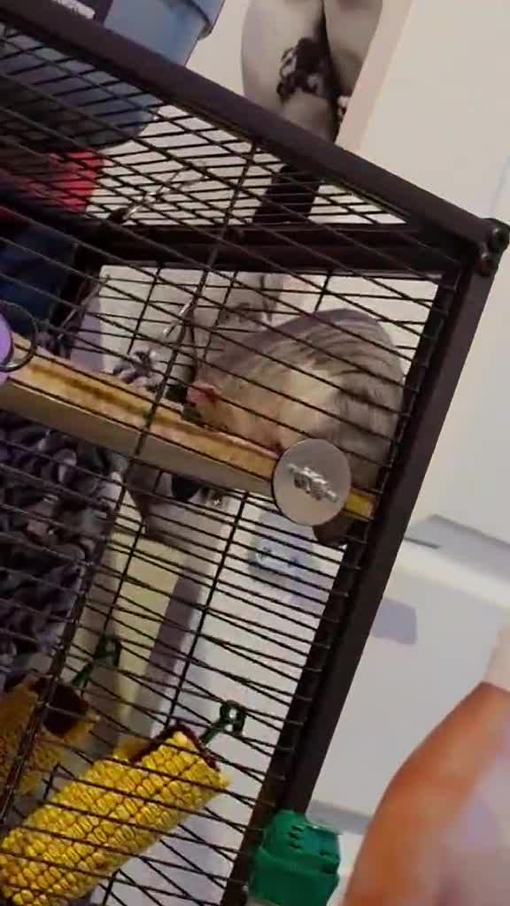 Rat rodents for sale: Two sweetest female rats with large enclosure  - Video 3
