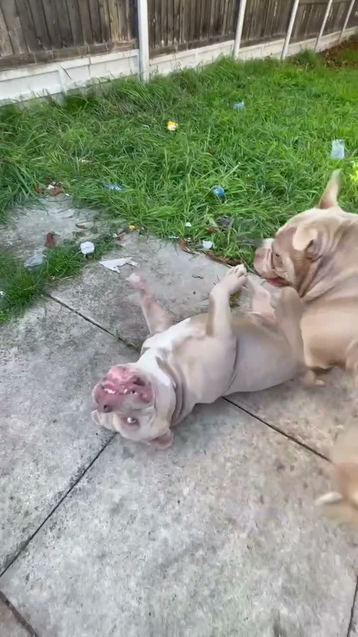 American Bully dogs for stud: 🐾LILAC AMERICAN POCKET BULLDOG STUD 🐾 in Wolverhampton - Video 1