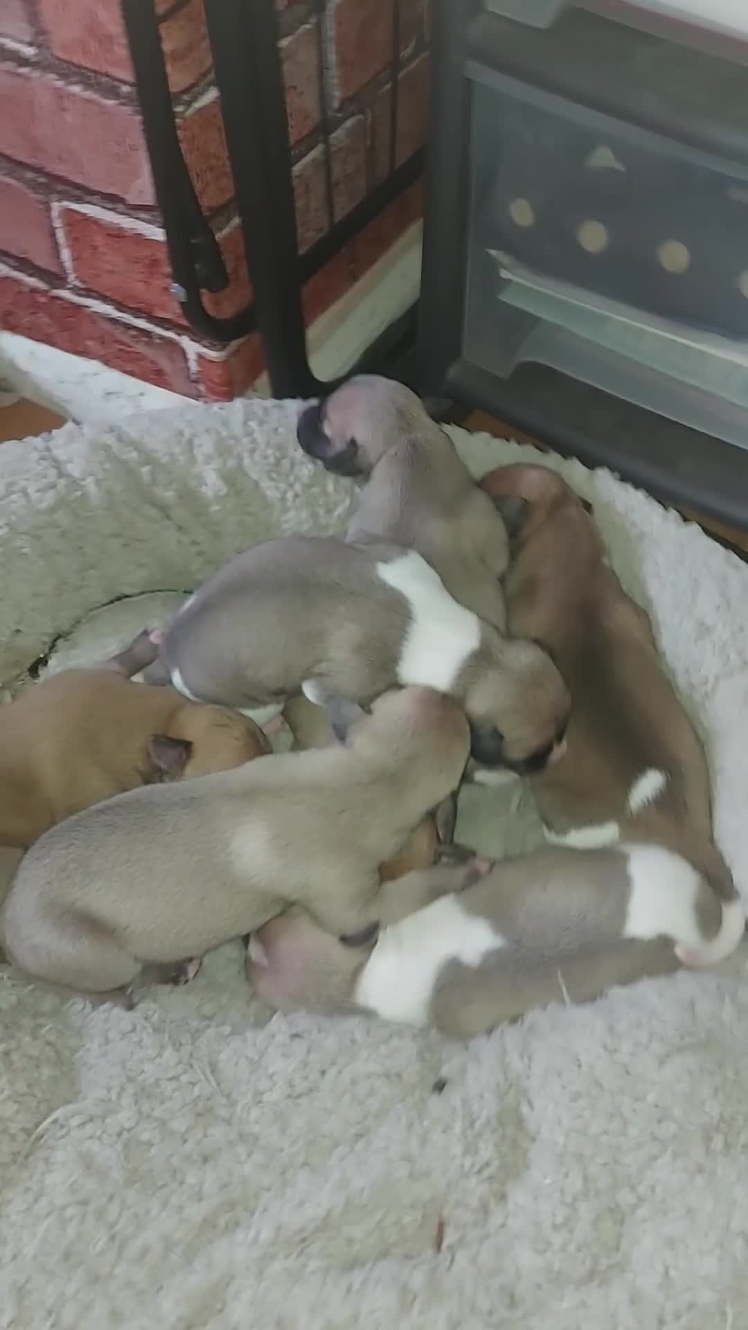 Whippet dogs for sale: Top quality whippet pups  in Llangollen - Video 2