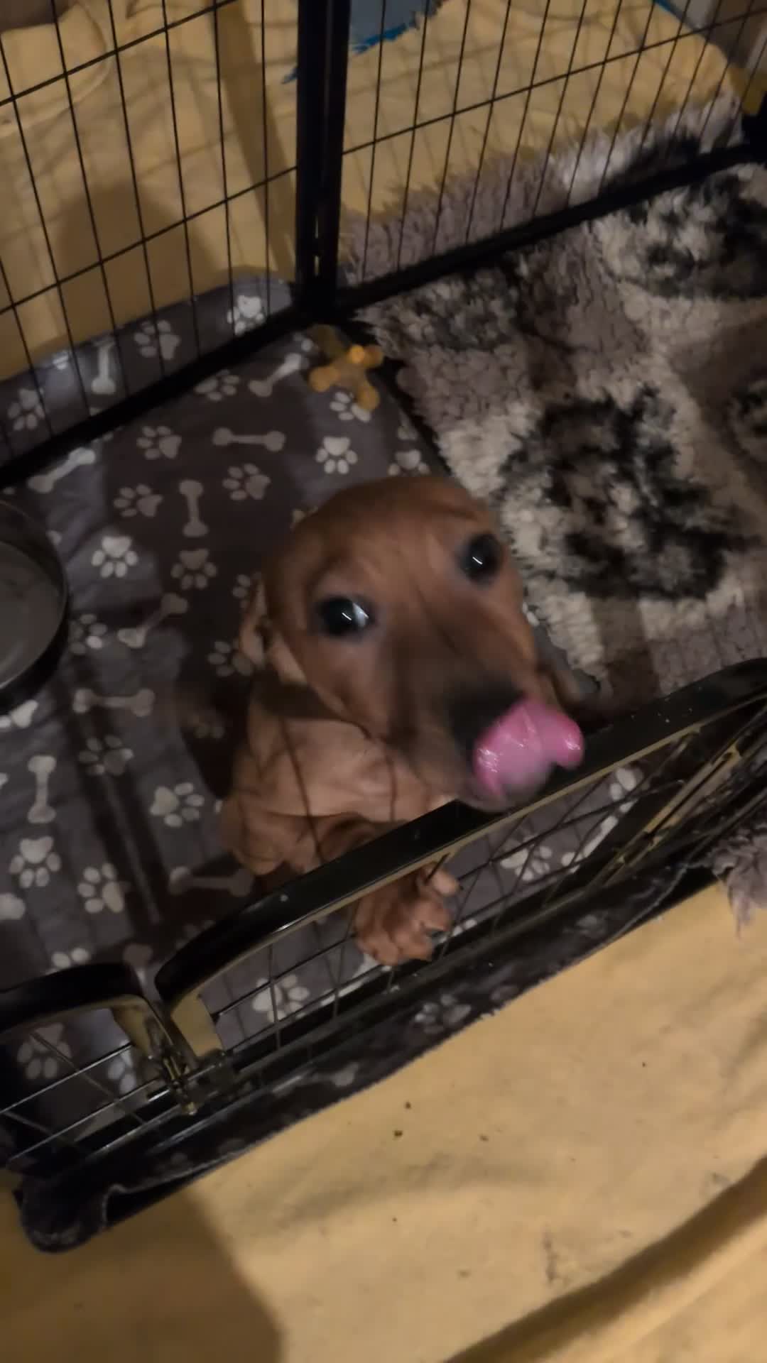 Mixed Breed dogs for sale: Staffy X Miniature Dachsund Puppies - Video 1