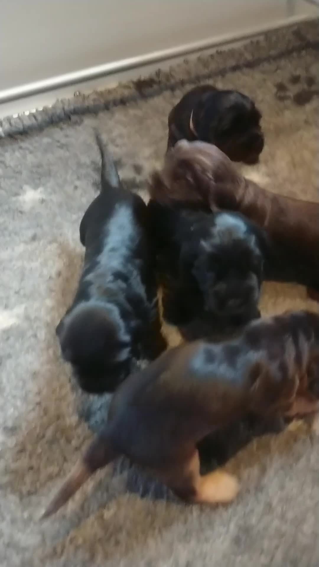 Cocker Spaniel dogs for sale: Trained, Fully Health Tested KC Reg Showline in Wrexham - Video 3