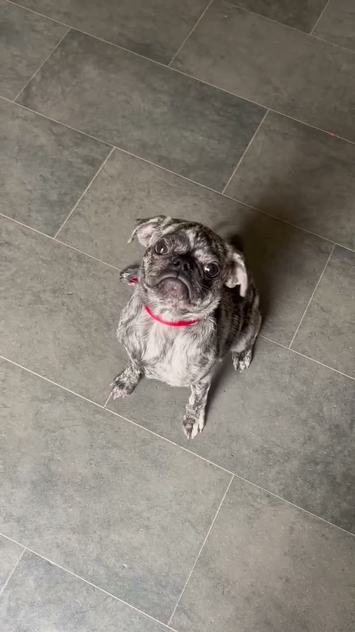 Frug dogs for sale: Beautiful female frug  - Video 1