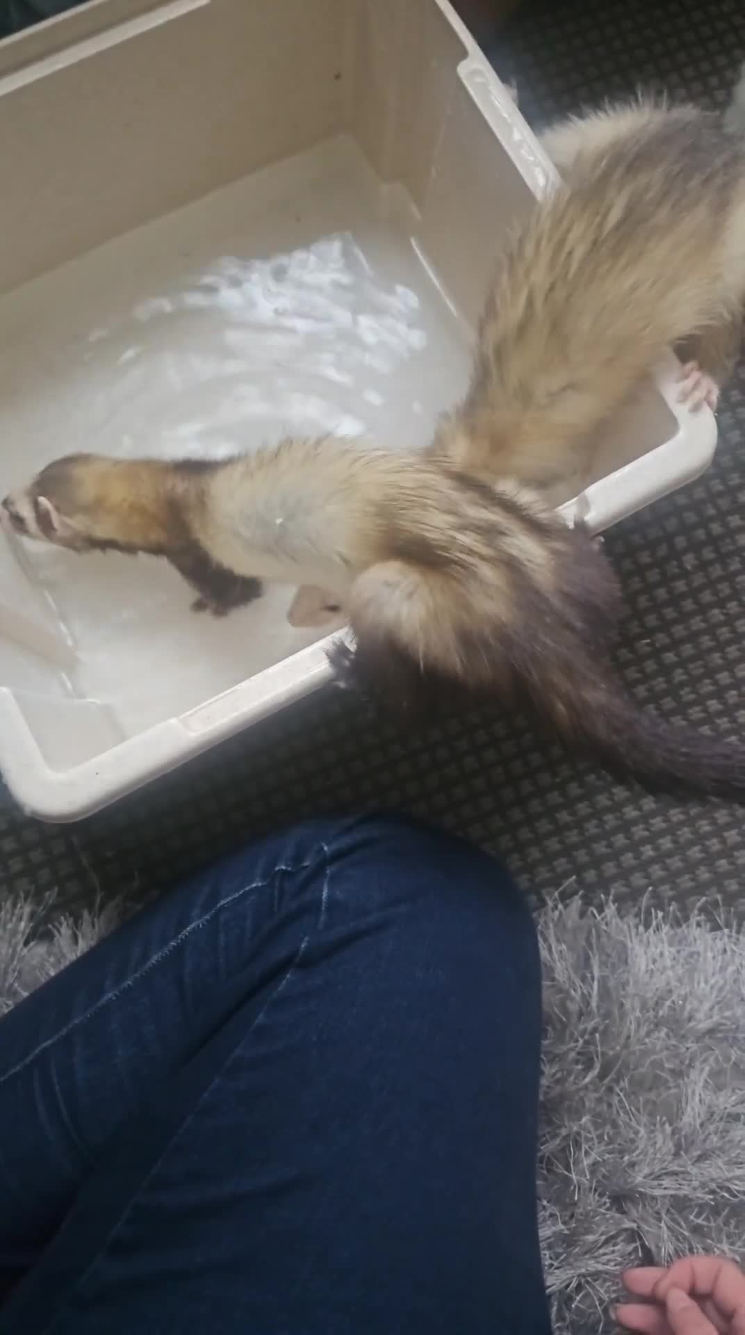Ferret rodents for sale: 2 female  - Video 1