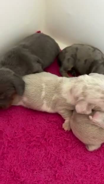 Dachshund dogs for sale: KC Registered Pink/Carrier Miniature Dachshund in Stanford-le-Hope - Video 4