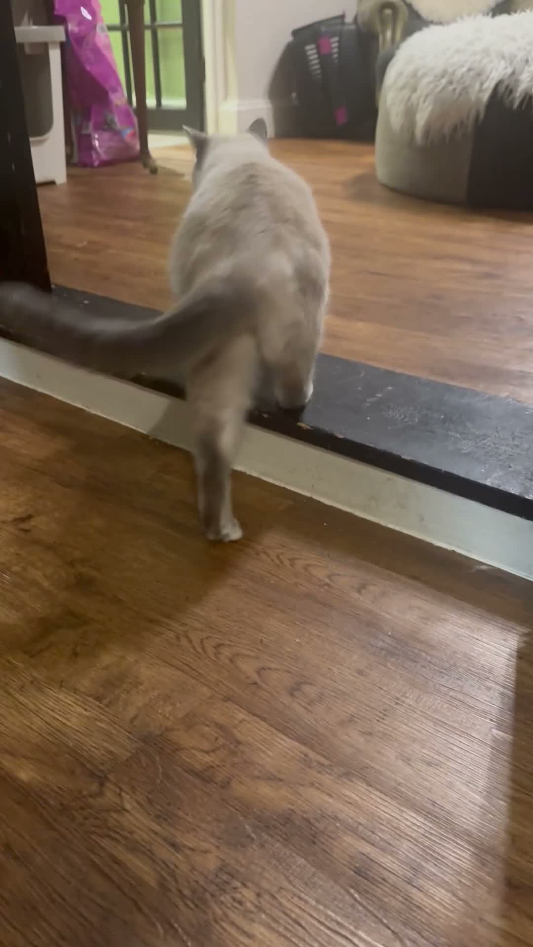 British Shorthair cats for sale: Rehoming Sisu  - Video 2