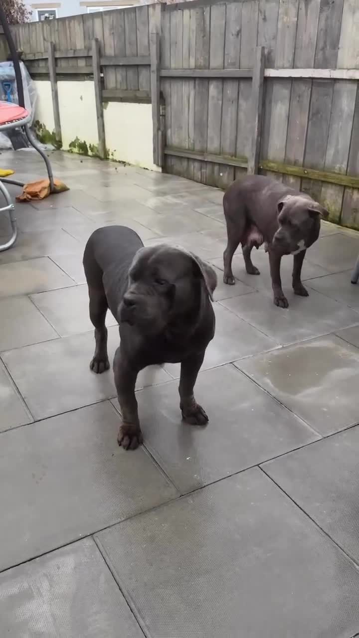 Cane Corso dogs for sale: CANE CORSO CHAMPION BLOOD LINE VERY GOOD STOCK - Video 1