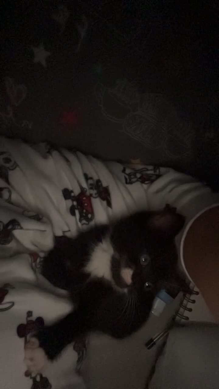 Mixed Breed cats for sale: Male Black & White Kitten - Video 1