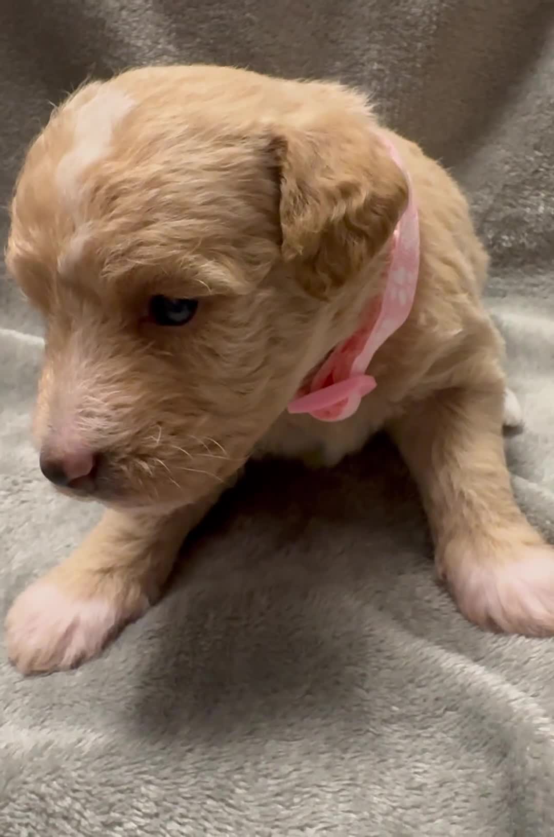 Mixed Breed dogs for sale: Poochon: 87.5% (and 12.5% jack russell) - Video 3