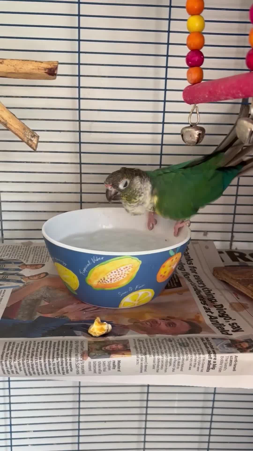 Conures birds for sale: Pair of tame conures  - Video 1