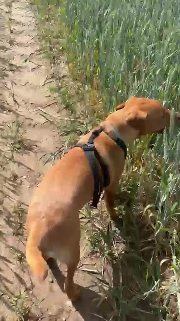 Labrador Retriever dogs for stud: Fox red Labrador for stud  in Leiston - Video 1