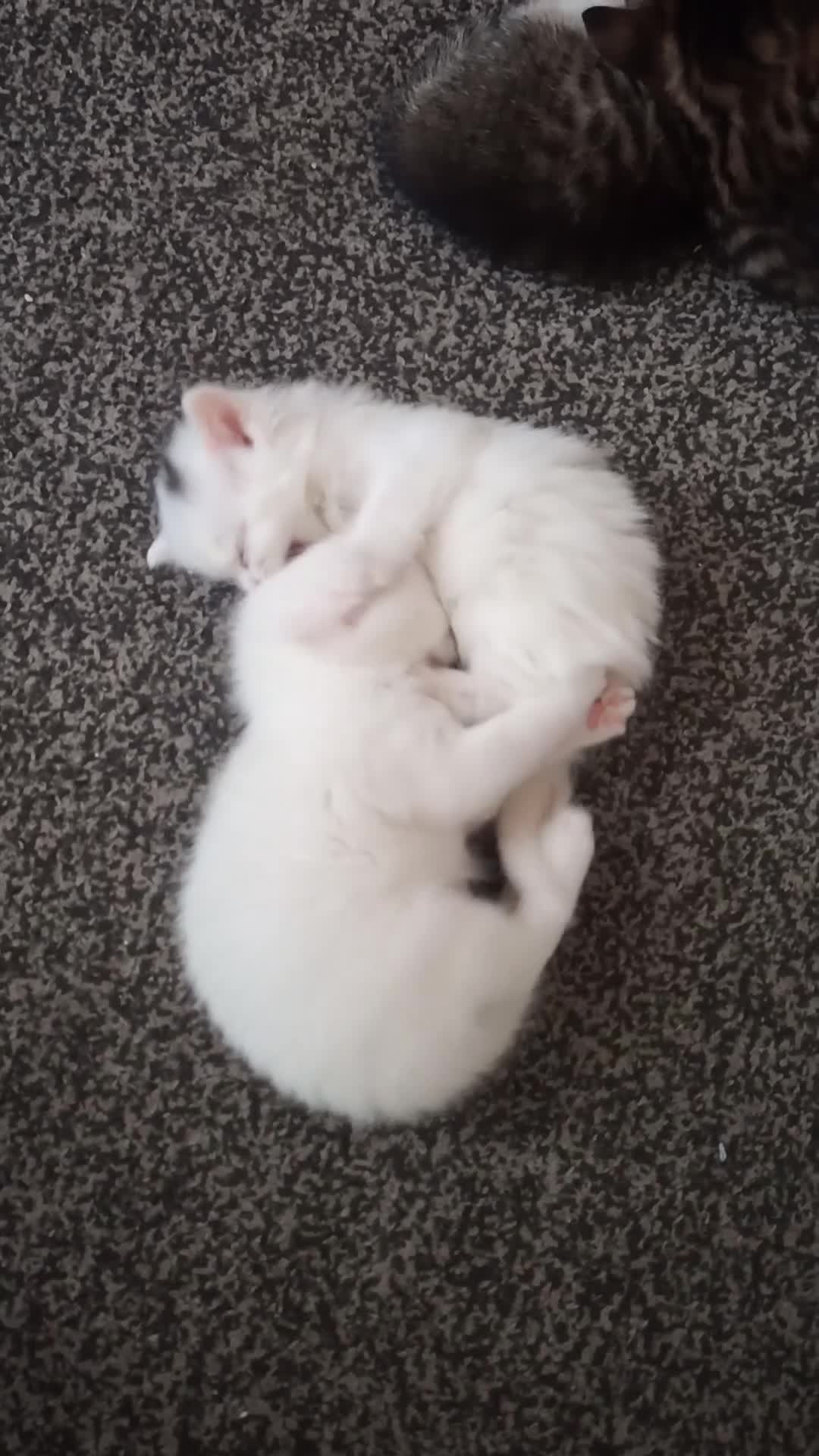 Siberian cats for sale: 1 siberian/van kitten for sale - Video 1