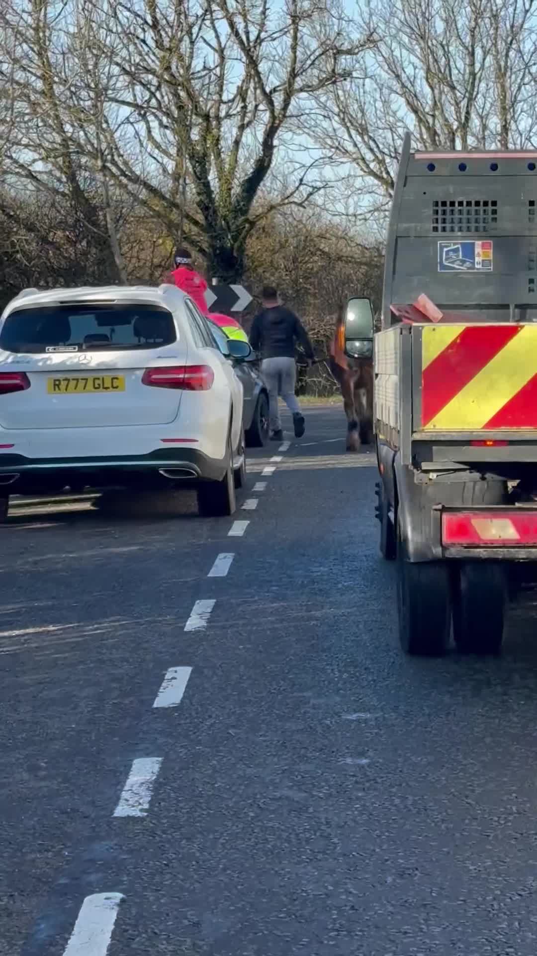 Irish Cob horses for sale: 3 year old gelding  - Video 2