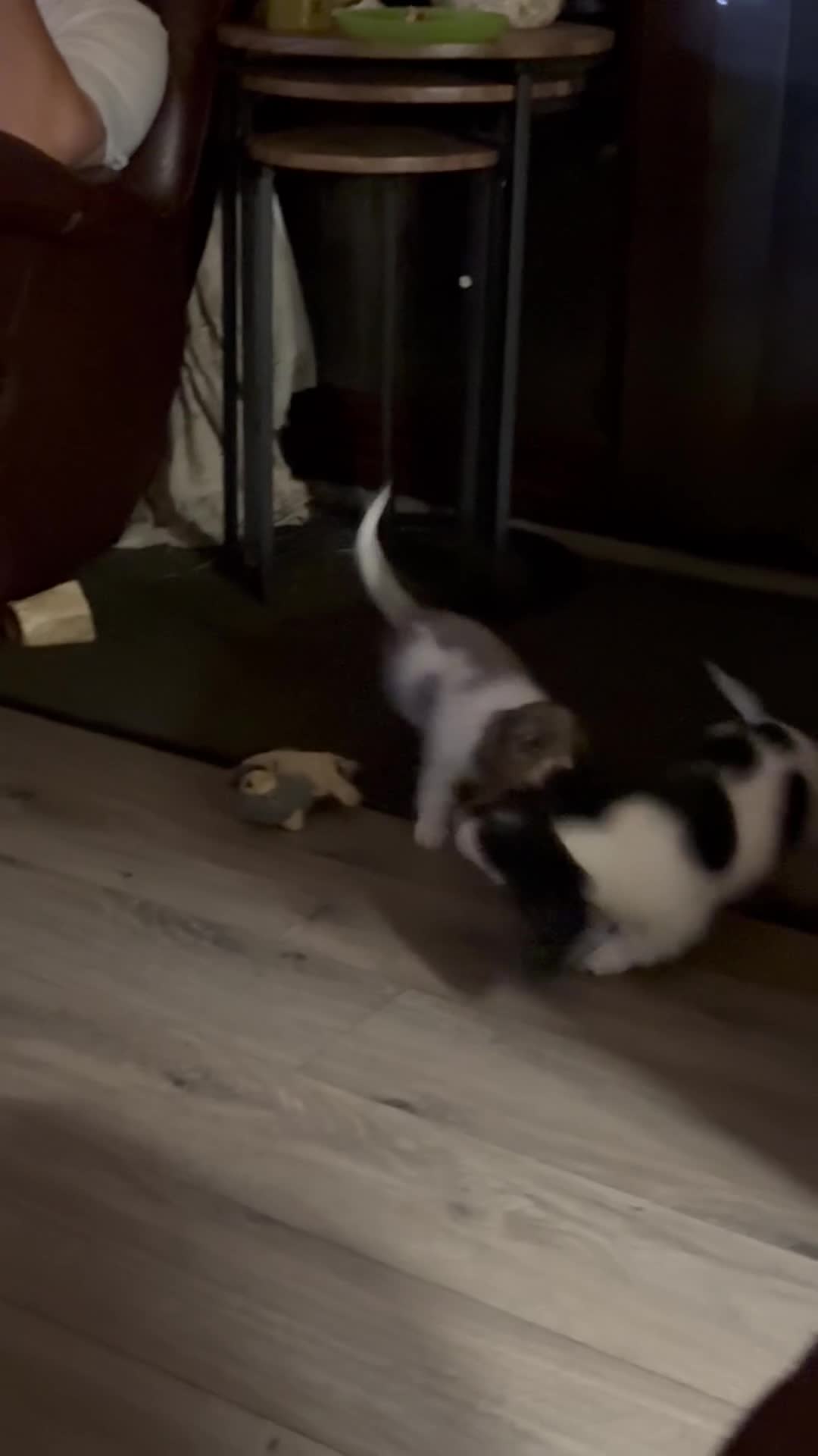 Dachshund dogs for sale: Miniature long haired dachshund puppies - Video 1