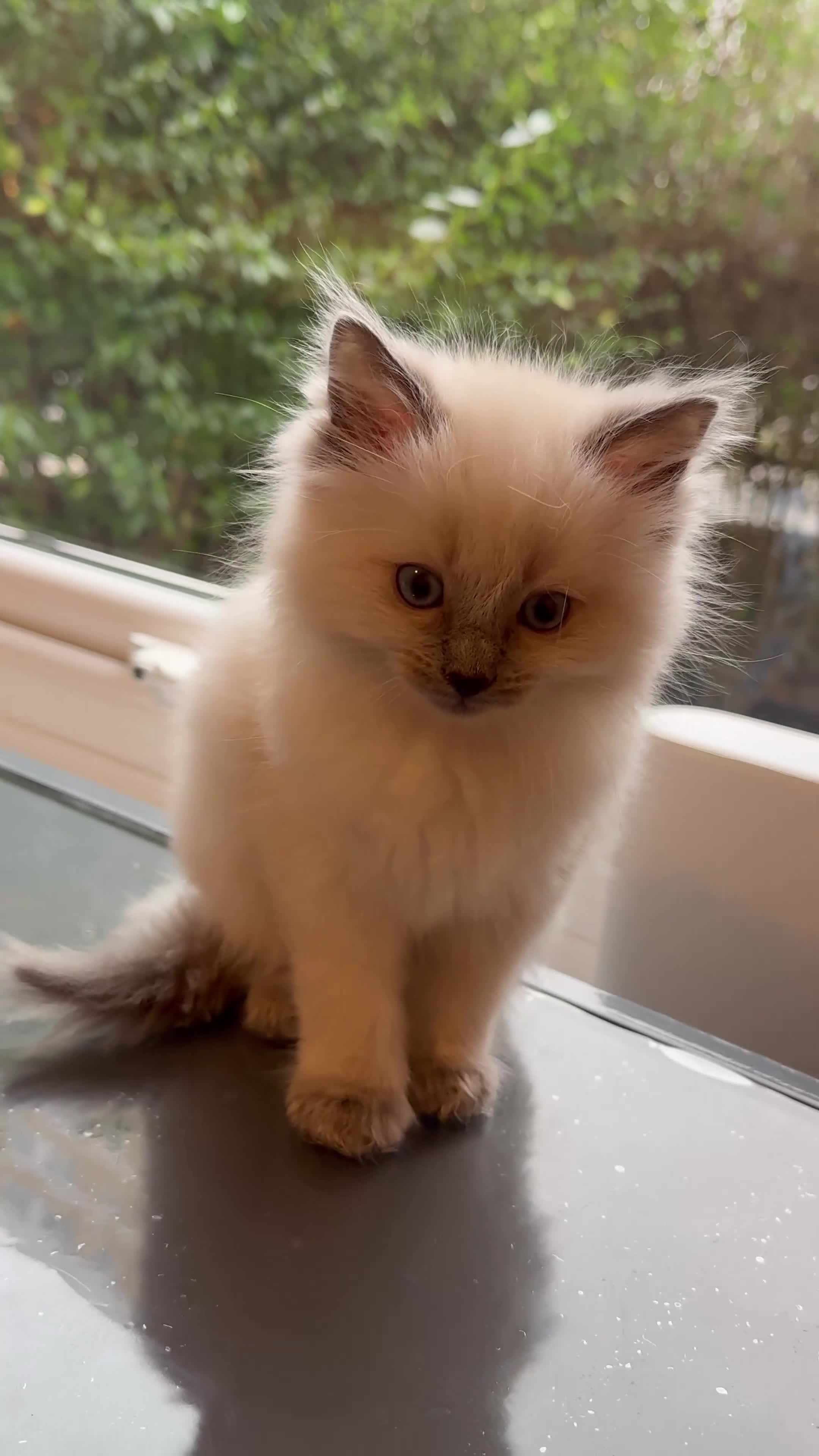 Ragdoll cats for sale: Blue eye🥹, pure pedigree Ragdoll kitten 😍 - Video 1