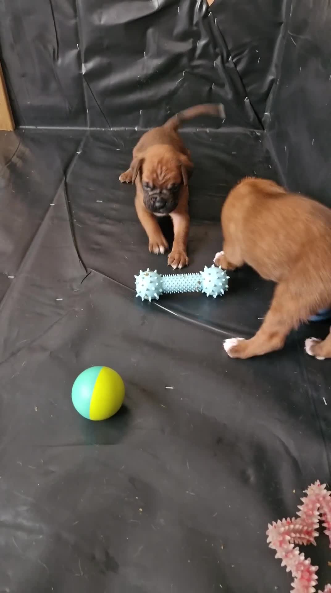 Boxer dogs for sale: Gorgeous Litter of 9 KC Registered Boxer Puppies - Video 2