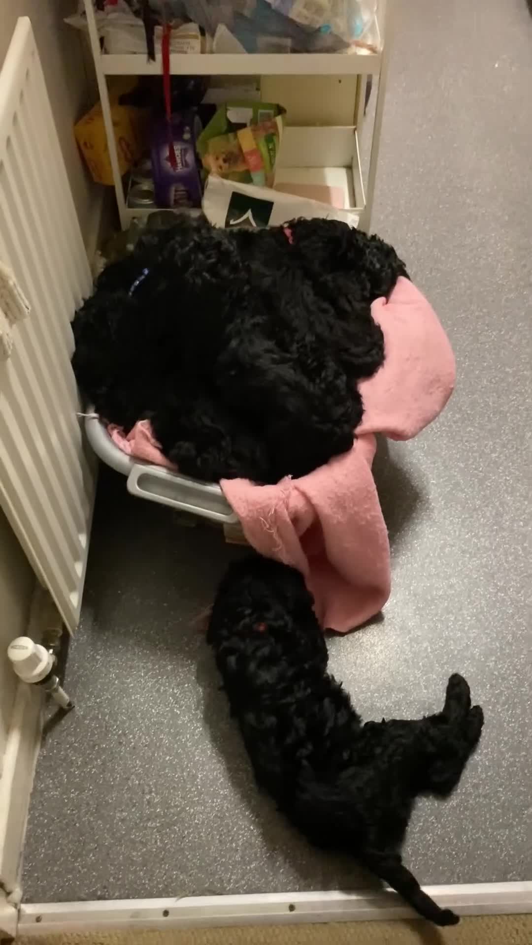 Labradoodle dogs for sale: F1b Black Labradoodle pups boy x2 girl x2 in Belvedere - Video 1