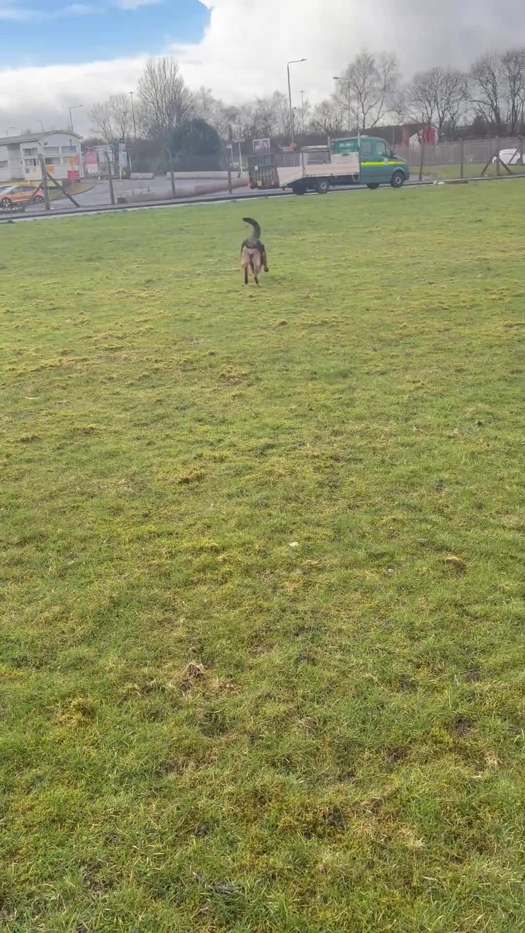 Mixed Breed dogs for sale: 3yo GSD x Belgian Malinois bitch for sale in Glasgow - Video 1