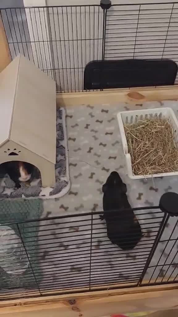 Guinea Pig rodents for sale: Adorable Guinea Pigs Looking for loving Home in Welwyn Garden City - Video 1