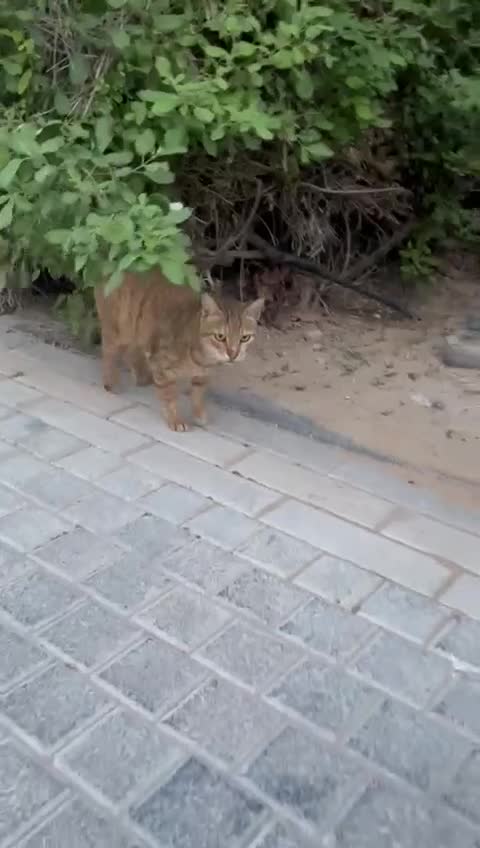 Mixed Breed cats for adoption: CARLA- MISSING BACK TOES MOST-FRIENDLY  SOUL - Video 1
