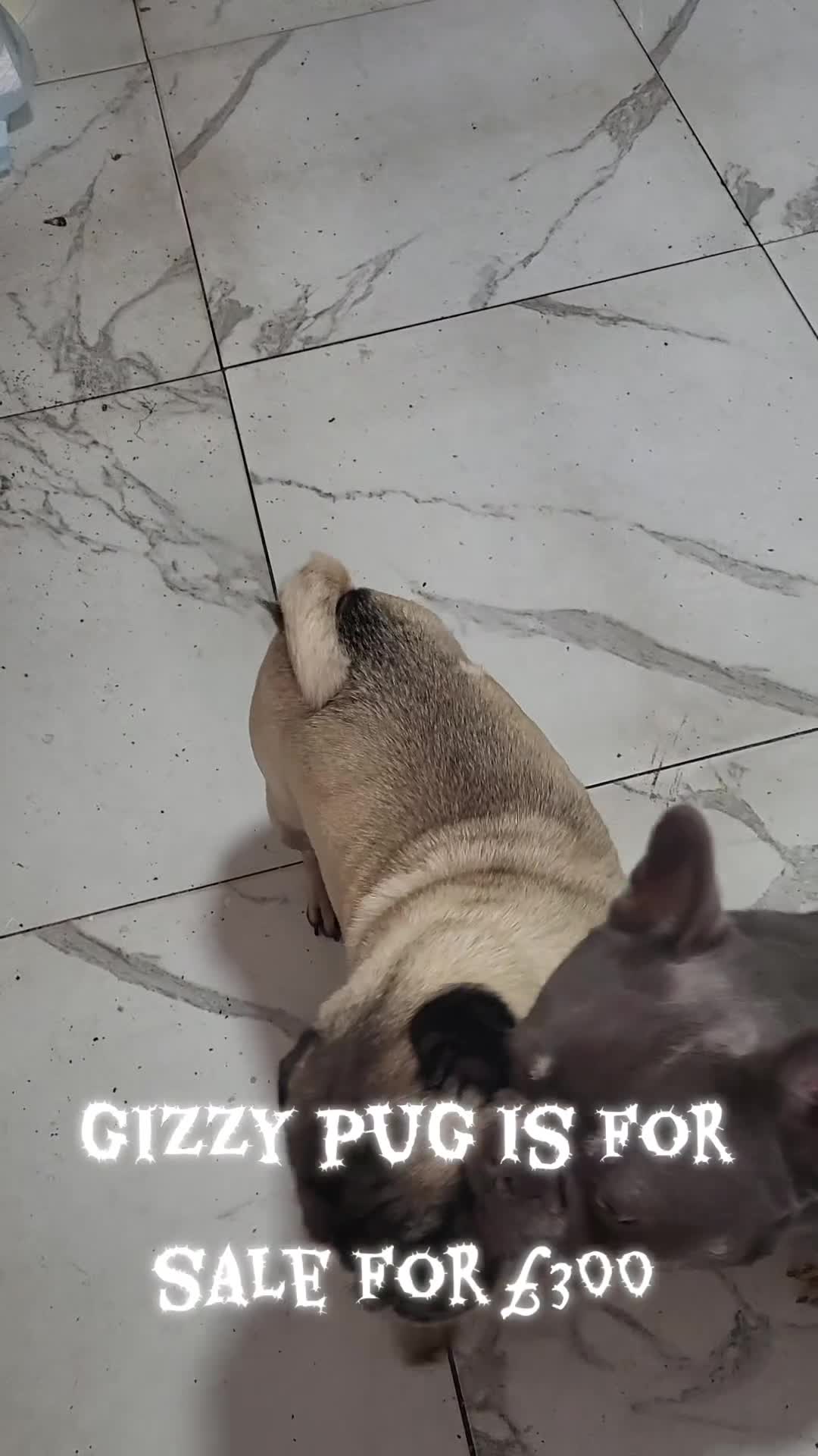 Pug dogs for sale: Gizzy  available  ready now - Video 3