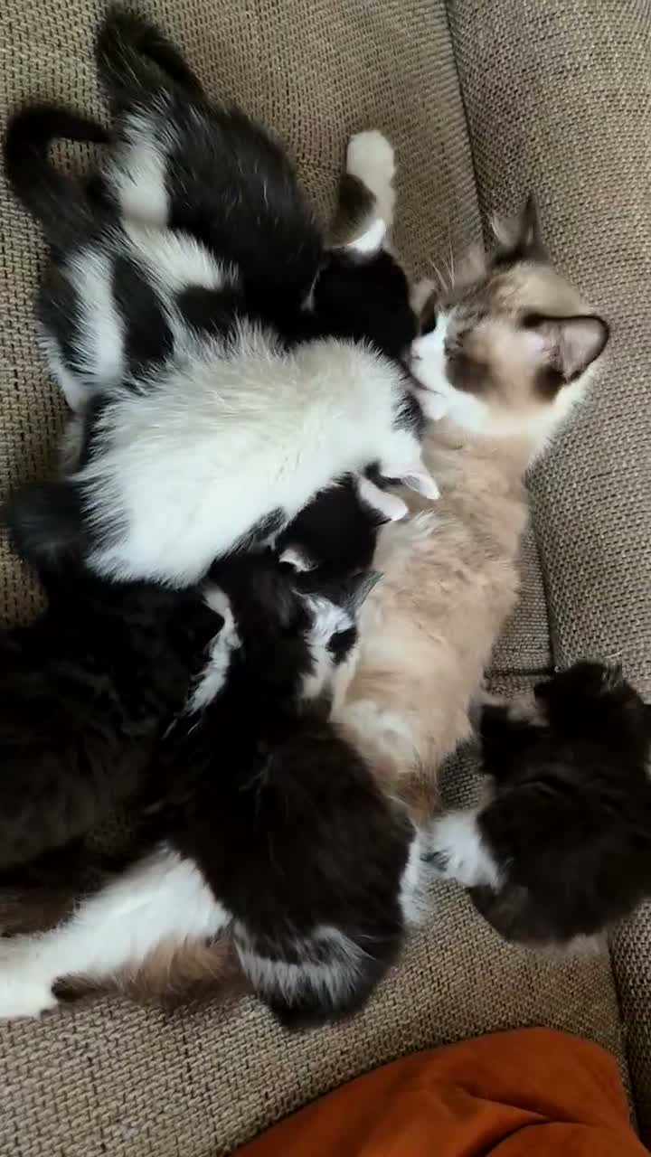Mixed Breed cats for sale: Cross ragdoll  - Video 1