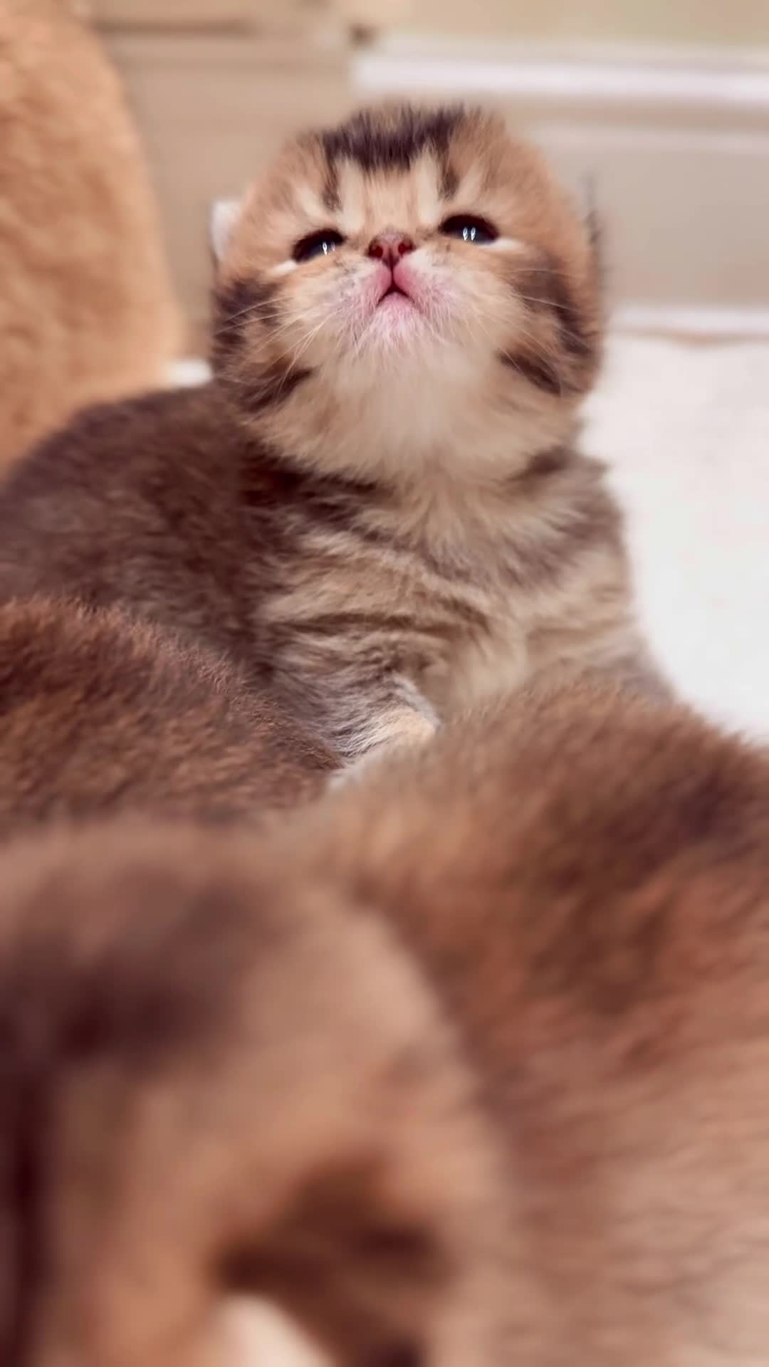 British Shorthair cats for sale: ✨Beautiful British Shorthair Kittens✨ - Video 5